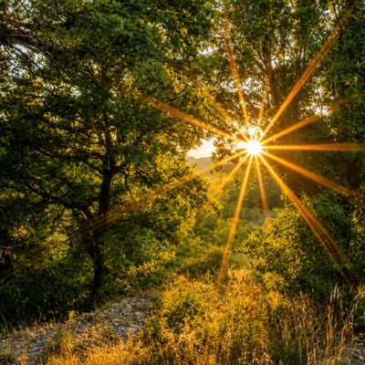 Sunlight shining through trees